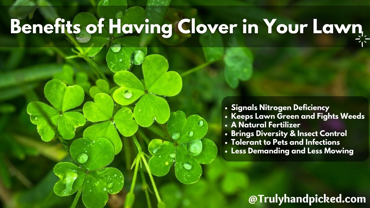 Benefits of Having Clover in Your Lawn - nitrogen fertilizer, keeps fresh, green ground cover