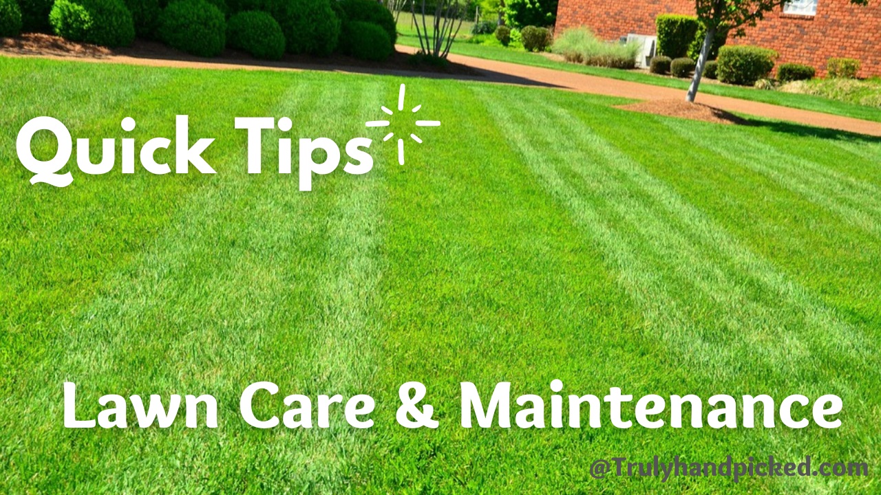 Growing Grass Seeds - Lawn Care and Maintenance Complete Guide