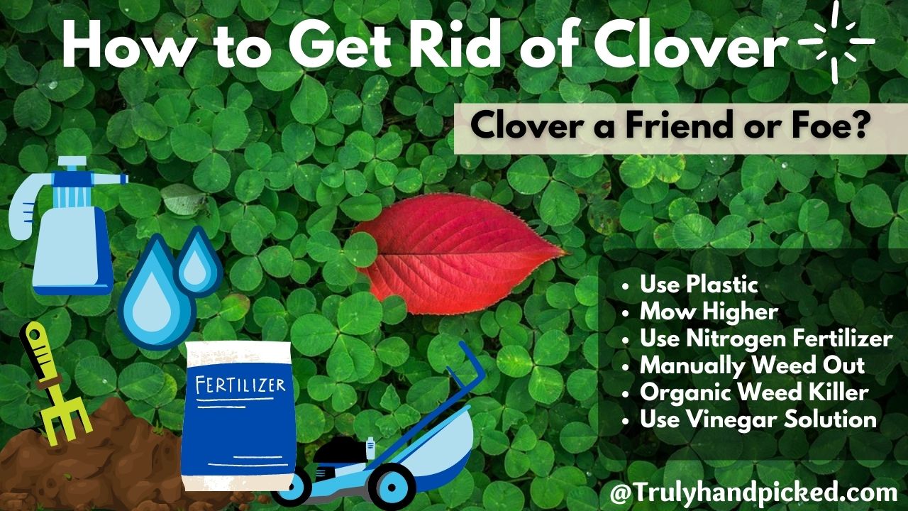 How to Get rid of or Kill Clover in Your Lawn Naturally