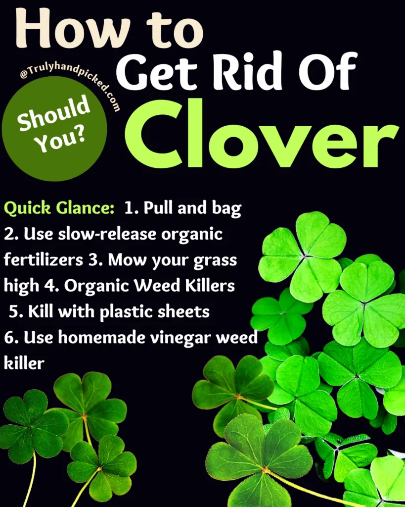 How to get rid of clover why clovers are all over my lawn