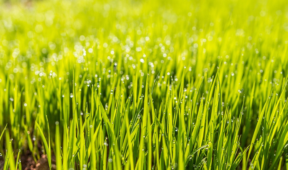 Select your grass seeds warm season grass and cool season grass