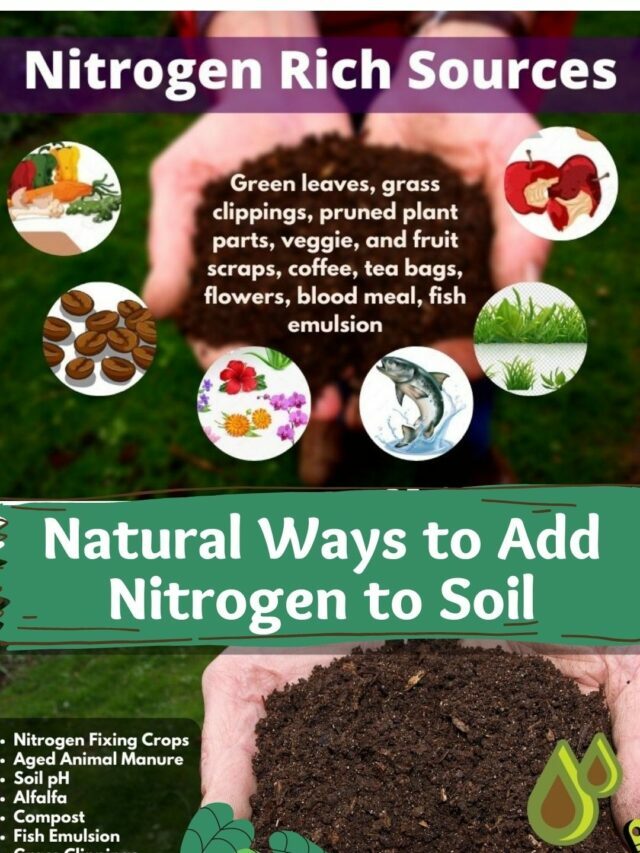 Natural Ways to Add Nitrogen to Your Soil