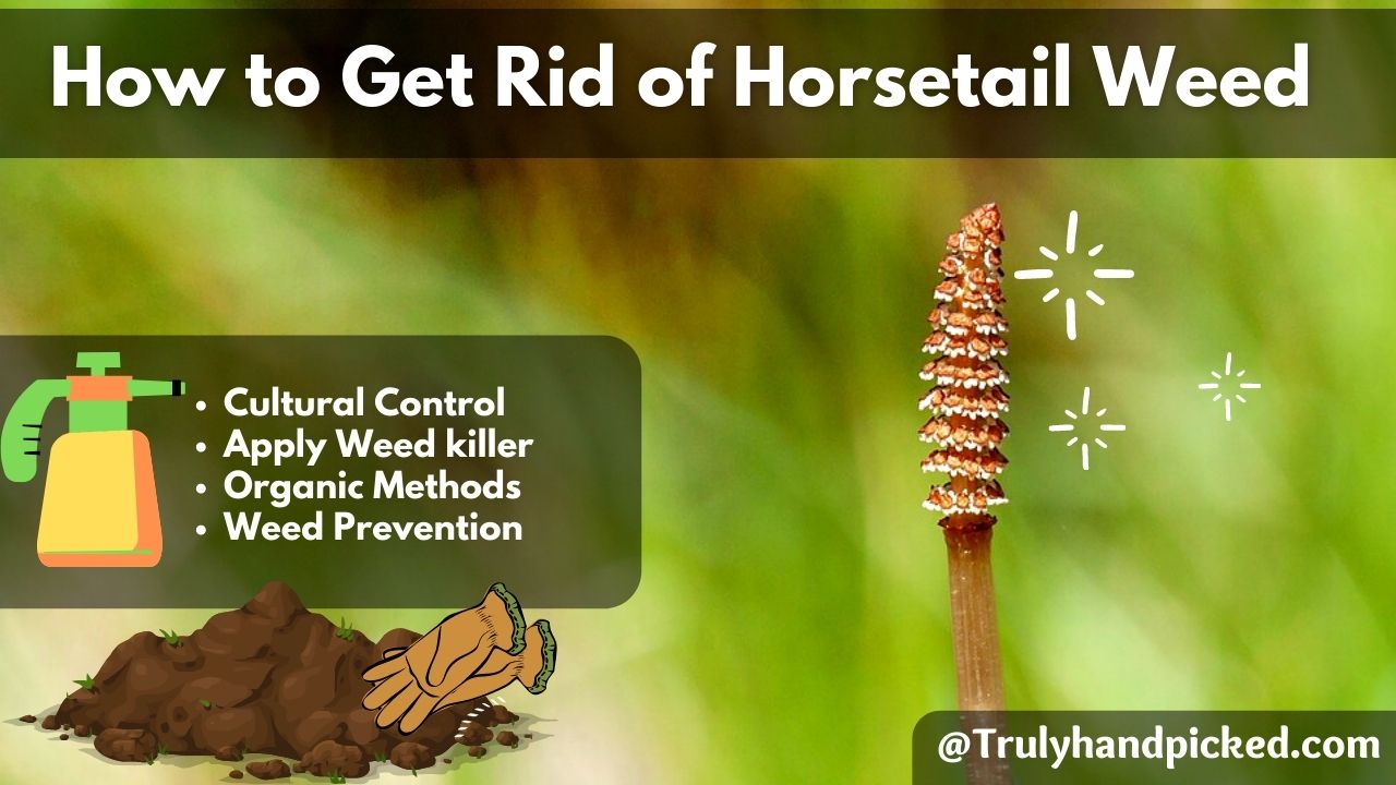 How to get rid of horsetail weed Equisetum arvense. Kill horsetail weeds