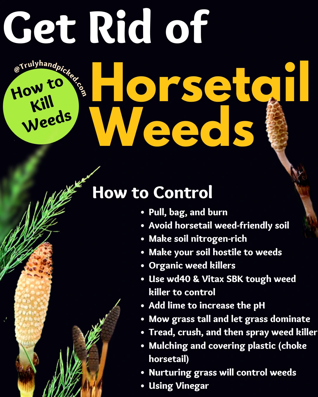 How to get rid of invasive horsetail weeds on lawn quick care tips