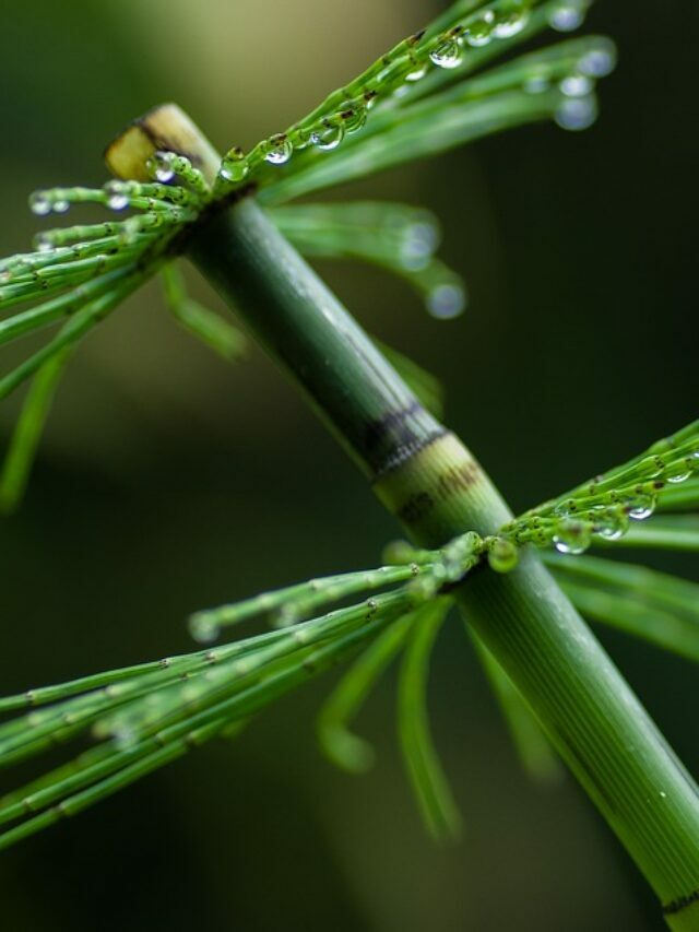 How to Get Rid of Horsetail Weed?