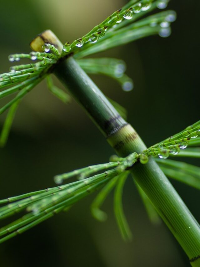 cropped-Cultural-control-and-weed-killer-for-horsetail-weed-removal.jpg