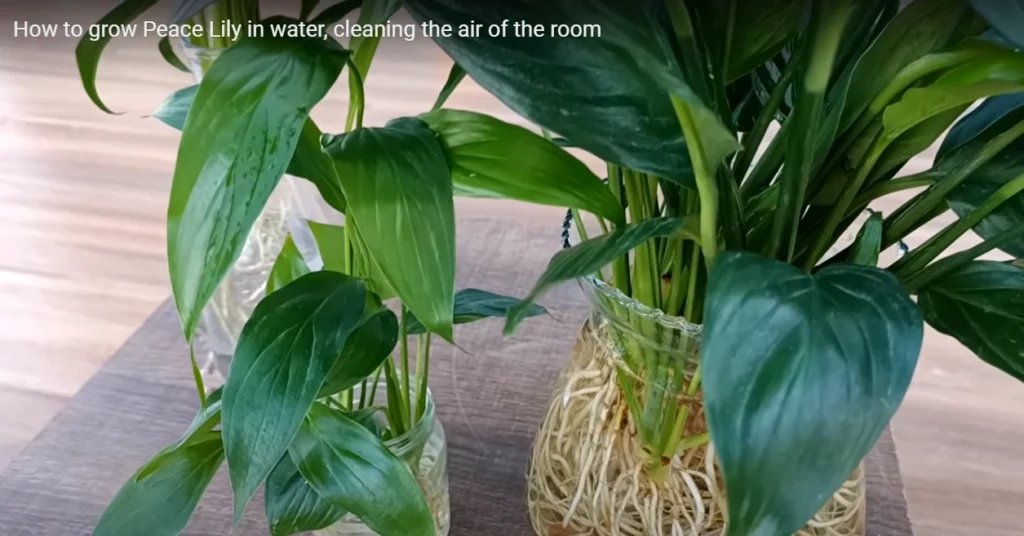 Growing Peace Lily in Water