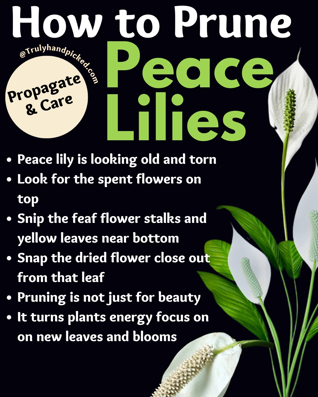 How to Prune and Propagate Peace Lily Plants