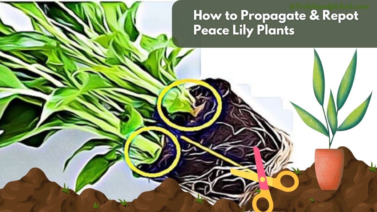 How to Split Propagate and Transplant Repot Peace Lily Plants