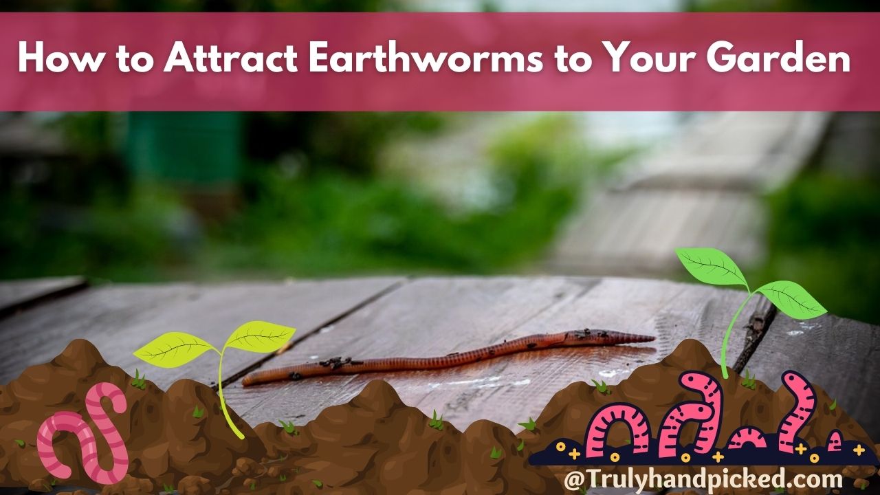 How to attract get earthworms to your organic garden