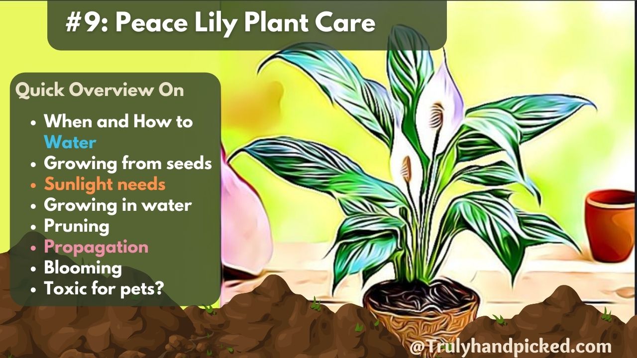 How to take care of a peace lily Plants watering needs sunlight and blooming