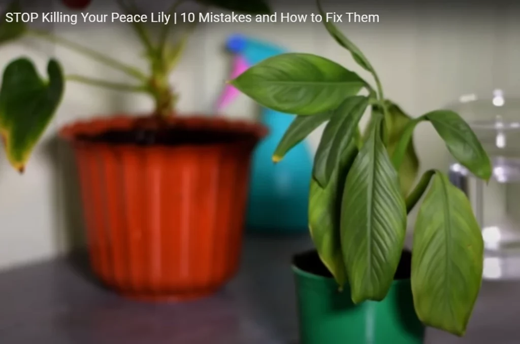 Mistakes to avoid - growing peace lily