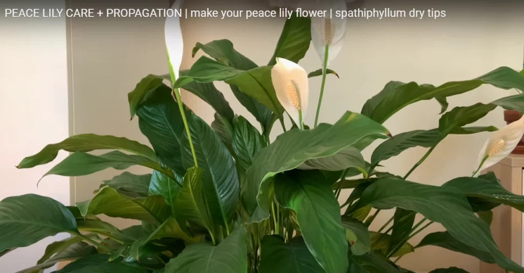 Peace Lily Propagation Video