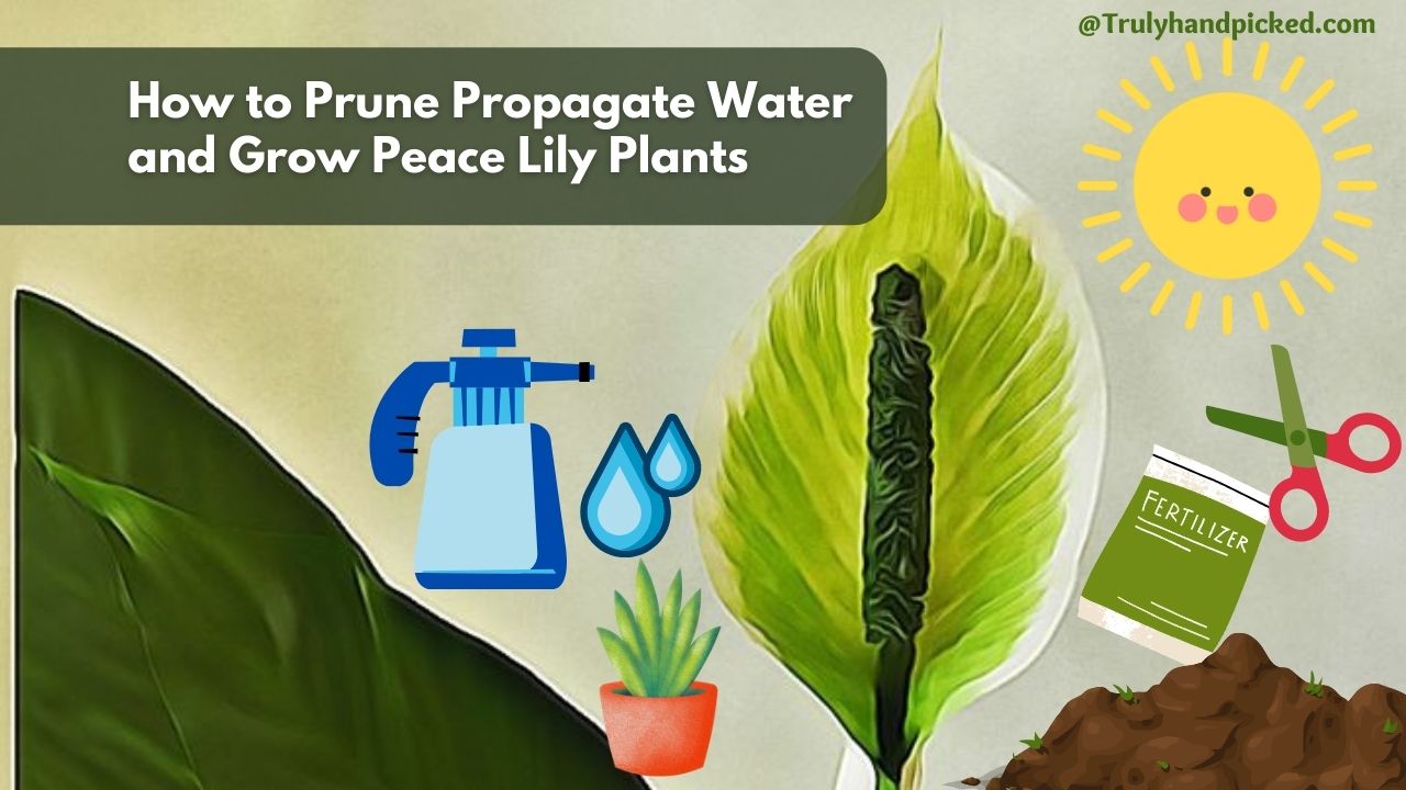 Prune Water Propagate and Grow Peace Lily Plants