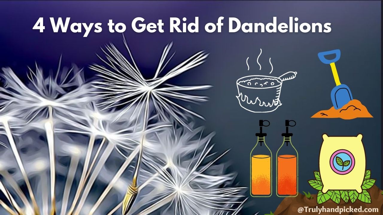 4 Natural and Organic Ways Get Rid of Dandelion Weeds
