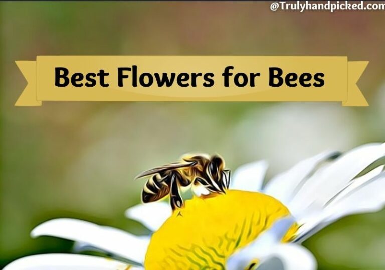 How to Attract Bees to Your Garden BeeFriendly Flowers & Plants