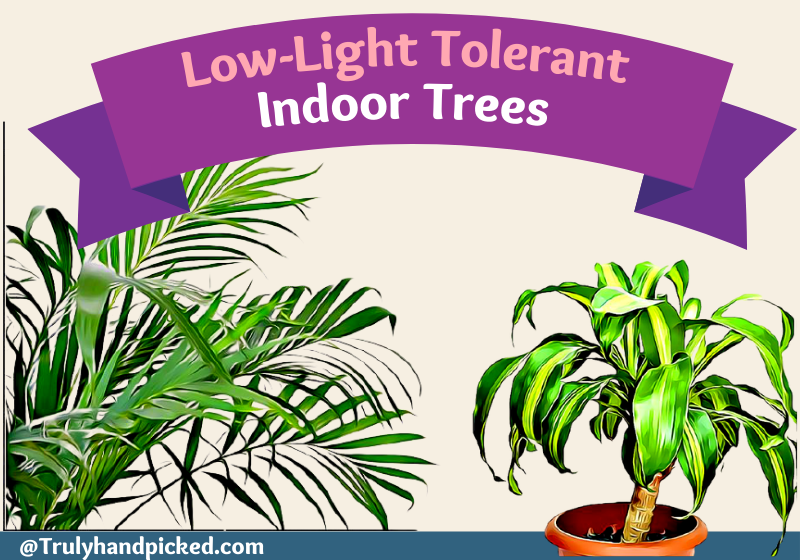 Best Low Light Indoor Trees Low Light Tolerant