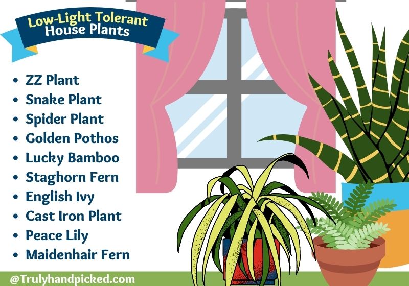 Best Medium Filtered Low Light Indoor Plants with lesser maintenance