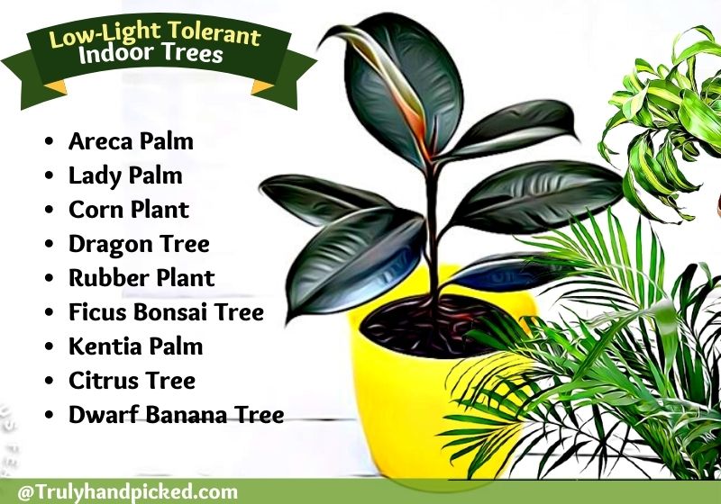 Best Medium to Low Light Indoor Trees with less maintenance