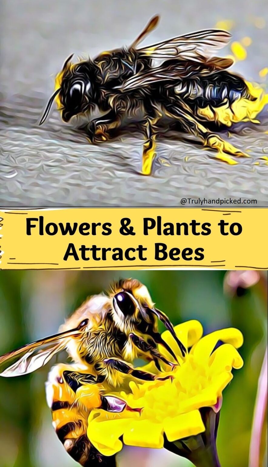 How to Attract Bees to Your Garden BeeFriendly Flowers & Plants