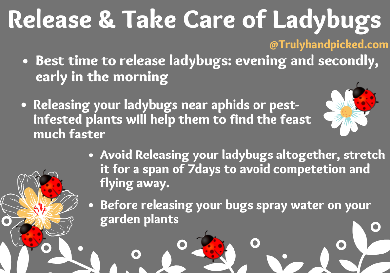 Best Time to Release and Take Care of Ladybugs