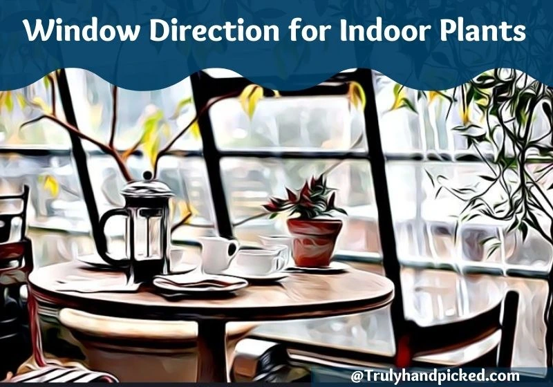 Best Windows Direction and Facing for House Plants North South East West