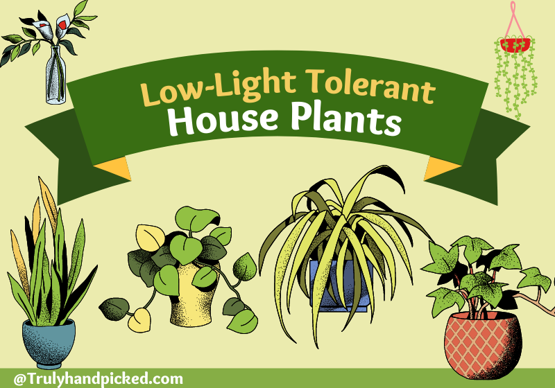 Best low light indoor house plants for easy maintenance