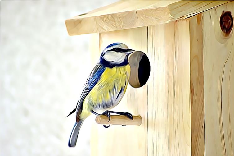 Bird nesting in a manmade garden nestbox - attracting birds to garden