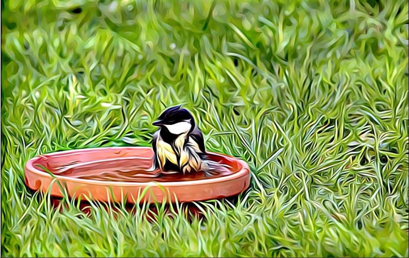 Bird taking bath in a shallow birdbath