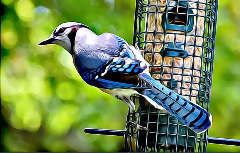 Blue Jay Eating seeds from a garden bird feeder - how to attract birds to feeder