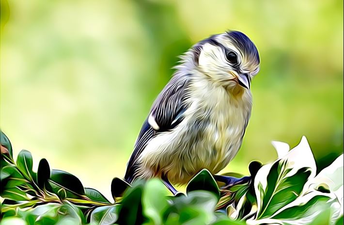 Cute Little Bird in a Garden - Lure birds to garden