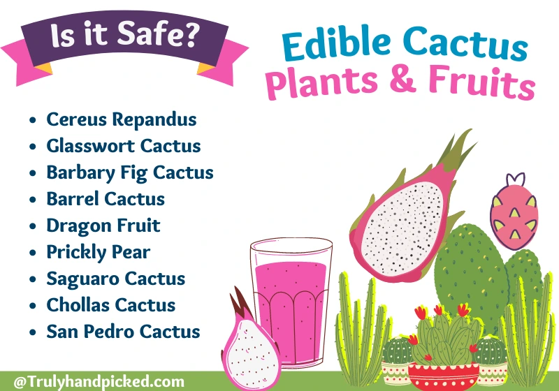 Can You Eat a Cactus 9 Edible Cactus Fruits and plant Varieties