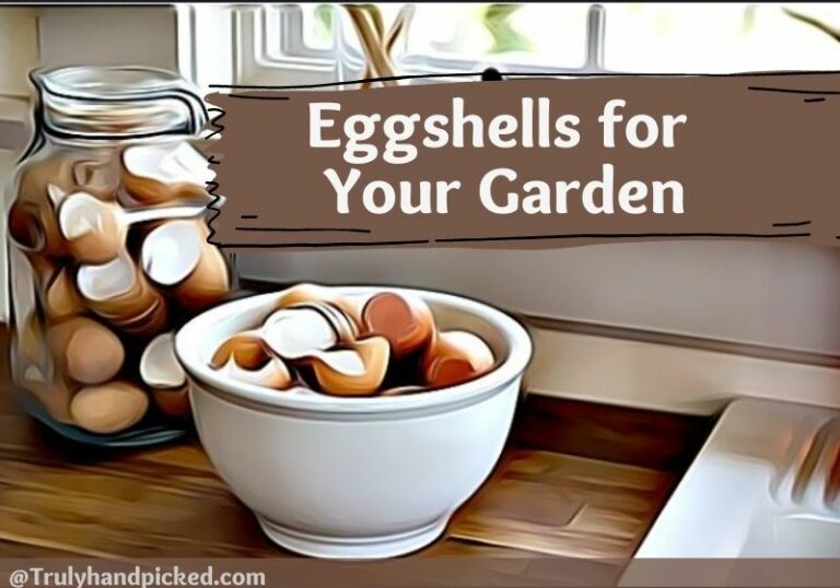 How to Use Eggshells in My Garden Eggshells for Plants & Birds