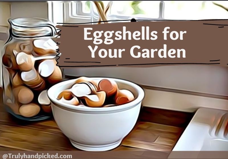 Eggshells for Your Garden Plants