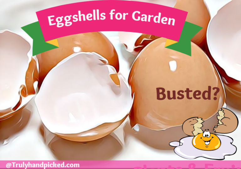 How to Use Eggshells in My Garden Eggshells for Plants & Birds