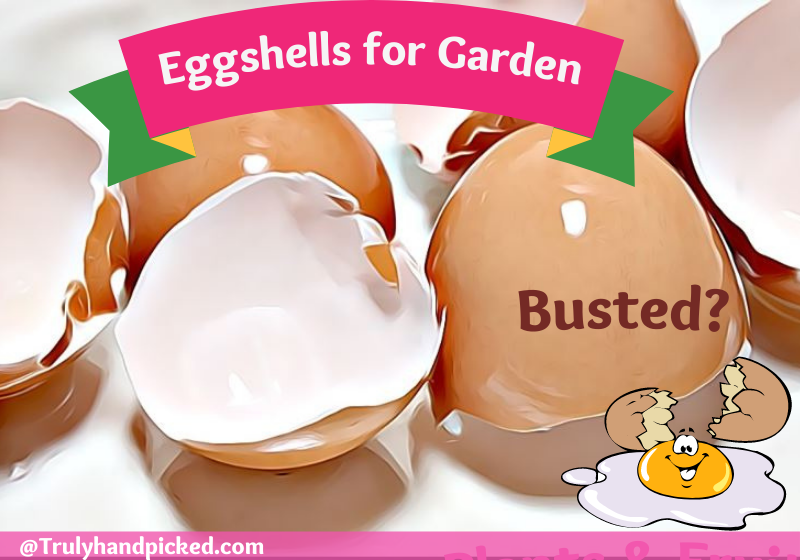 Egshells in Garden plants fertilizer composts and pests