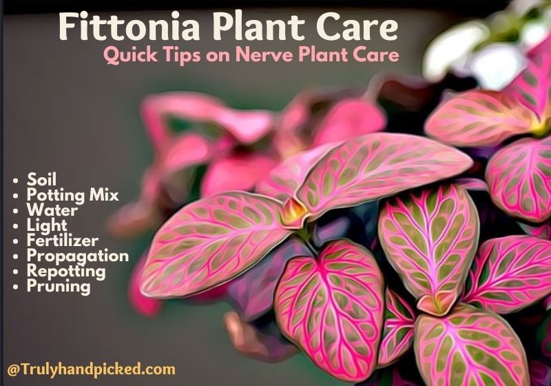 Nerve Plant - Fittonia Plant Care Soil Watering Propagation Pruning