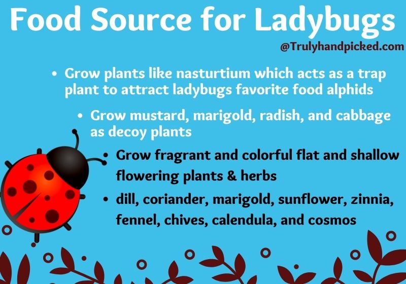 Food source to attract ladybugs and keep them in garden