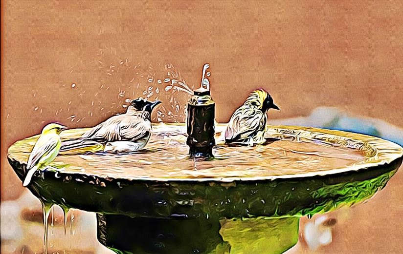Garden birds taking bath in a birdbath with fountain