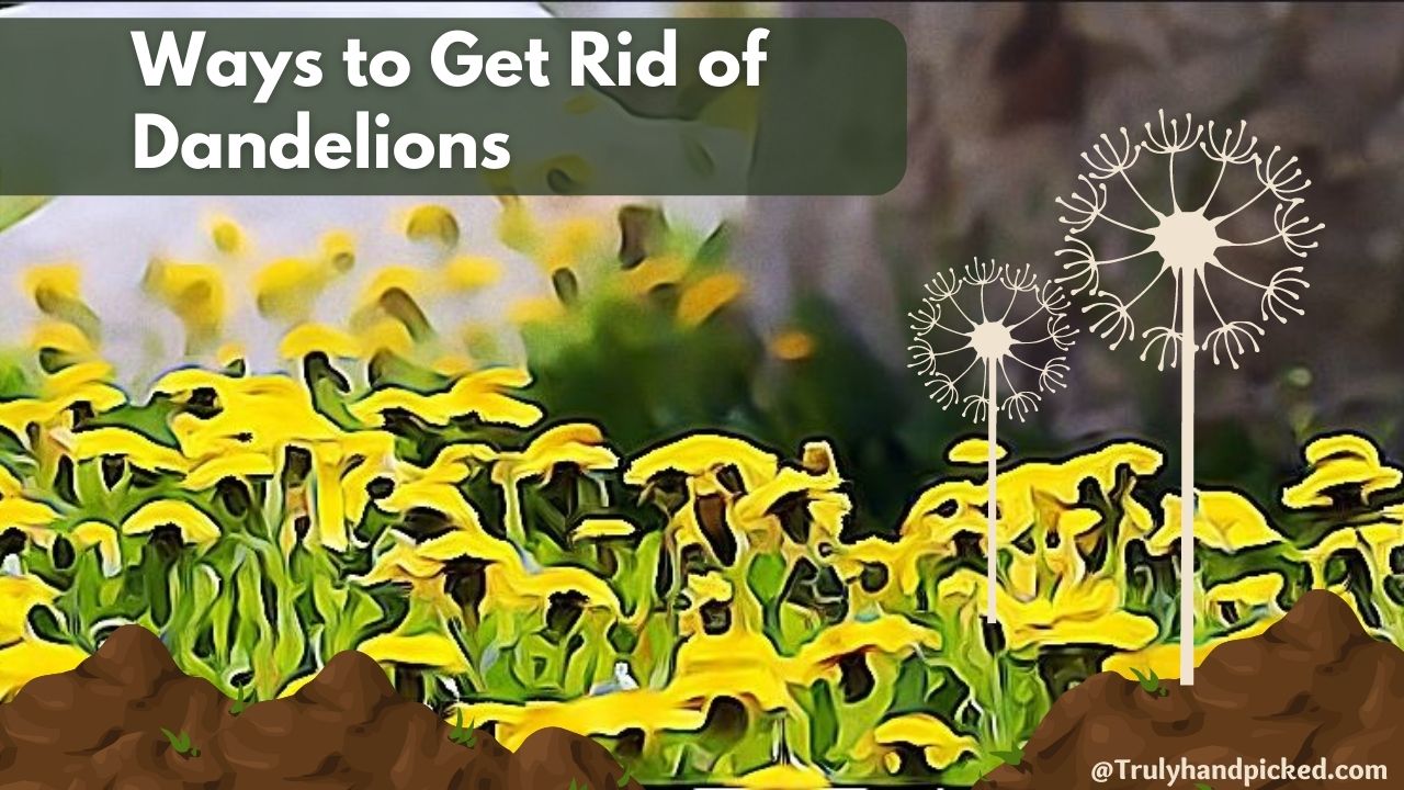 How Get Rid of Dandelion Weeds Quick Ways