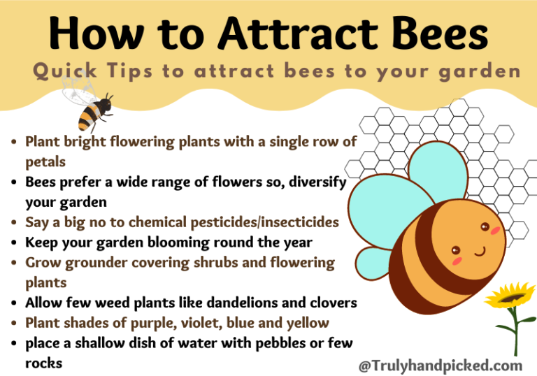 How to Attract Bees to Your Garden BeeFriendly Flowers & Plants