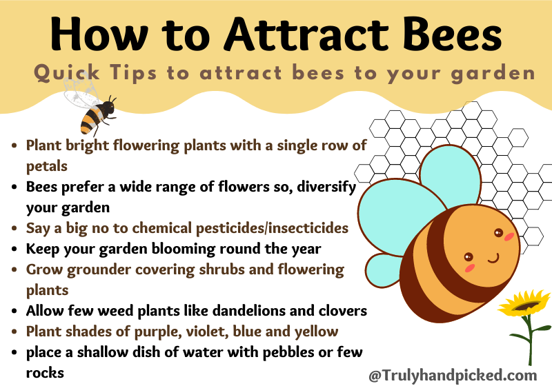 How to Attract Bees to Your Garden Quick Tips and Best Flowers