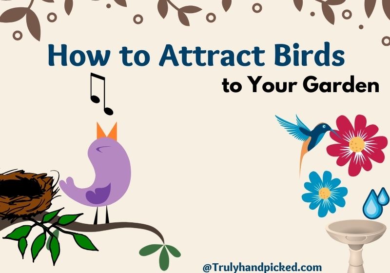 How to Attract Birds to Your Garden or Backyard Quick Ways