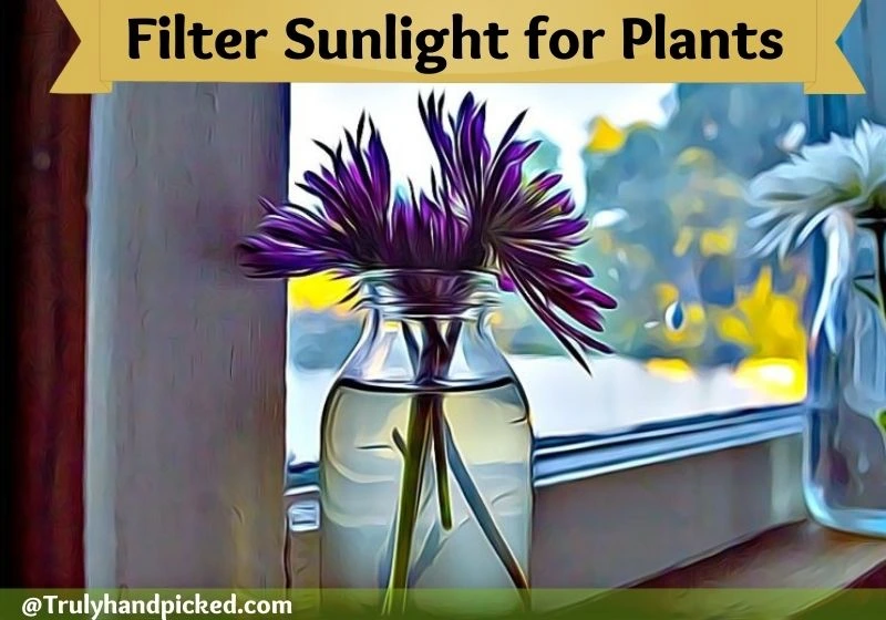 How to Filter Sunlight for Plants Direct to Indirect Sunlight with shades and Curtain