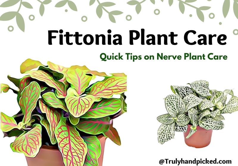 How to Take Care of Fittonia - Nerve Plant Care Quick Tips