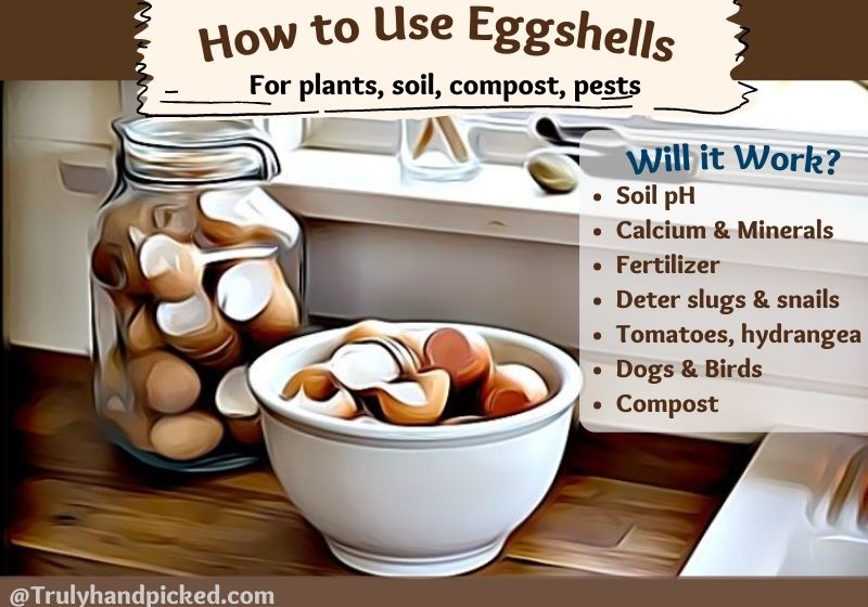How to Use eggshells in garden soil and compost for plants and pests