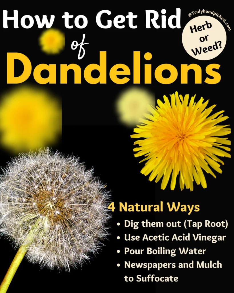 How to get rid of dandelions off lawn vinegar boiling water digging mulching