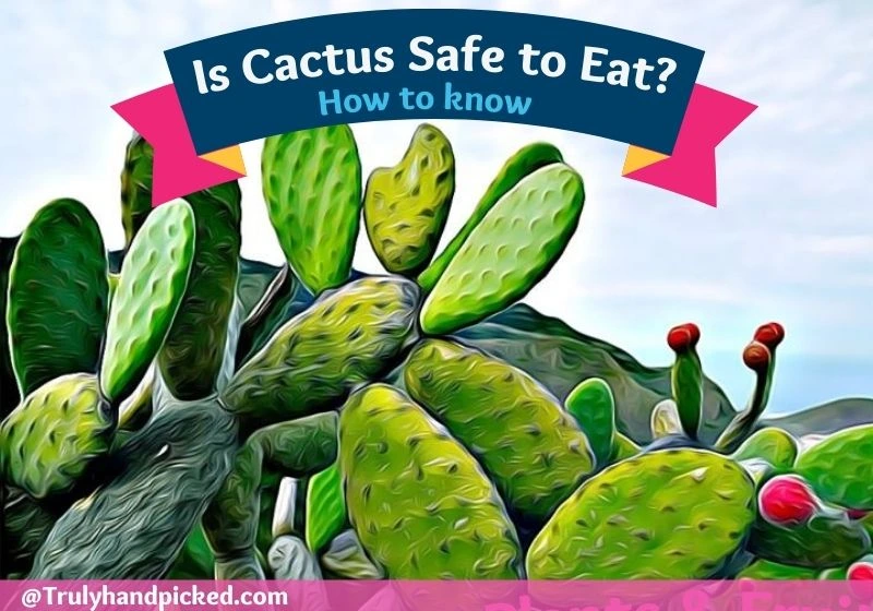 How to know if a cactus is safe to eat_edible cactus plants
