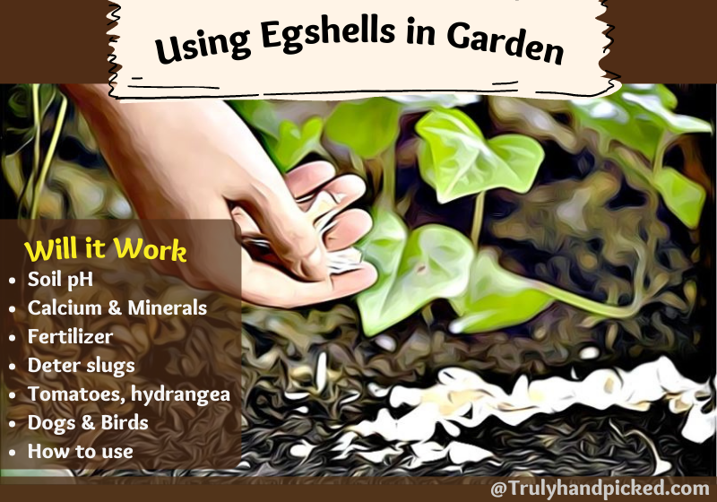 How to use Eggshells for plants garden soil and compost will it work