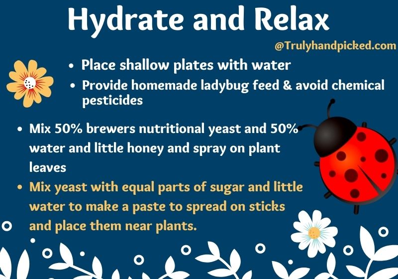 Hydrate and take care of ladybugs in your garden